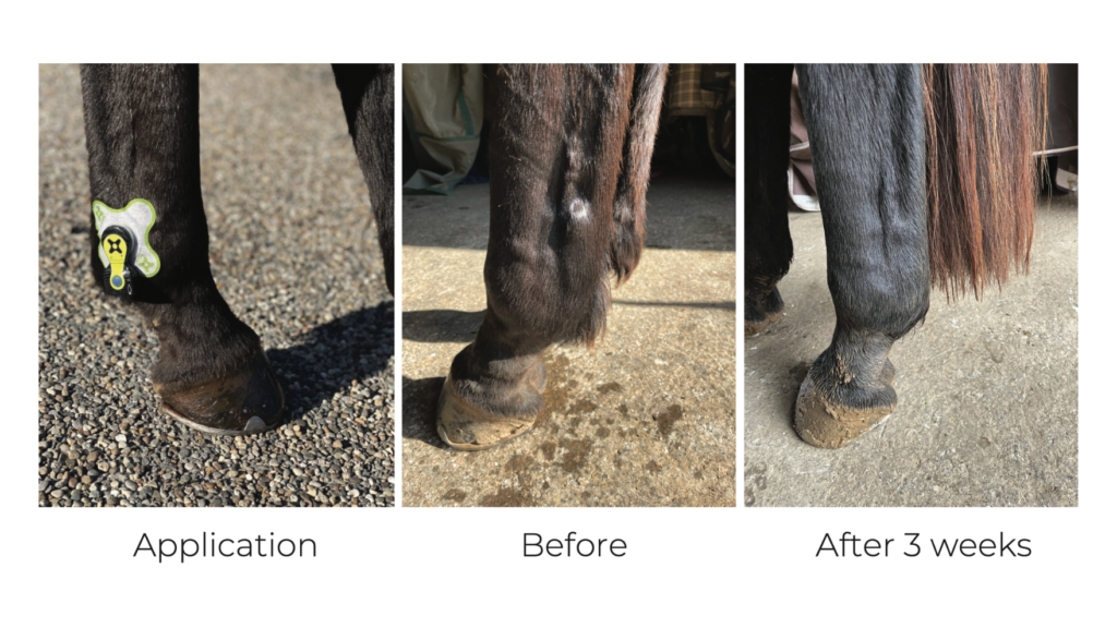 Pictures of a horse's ankle with the Ultra EQ application, before treatment, and 3 weeks after