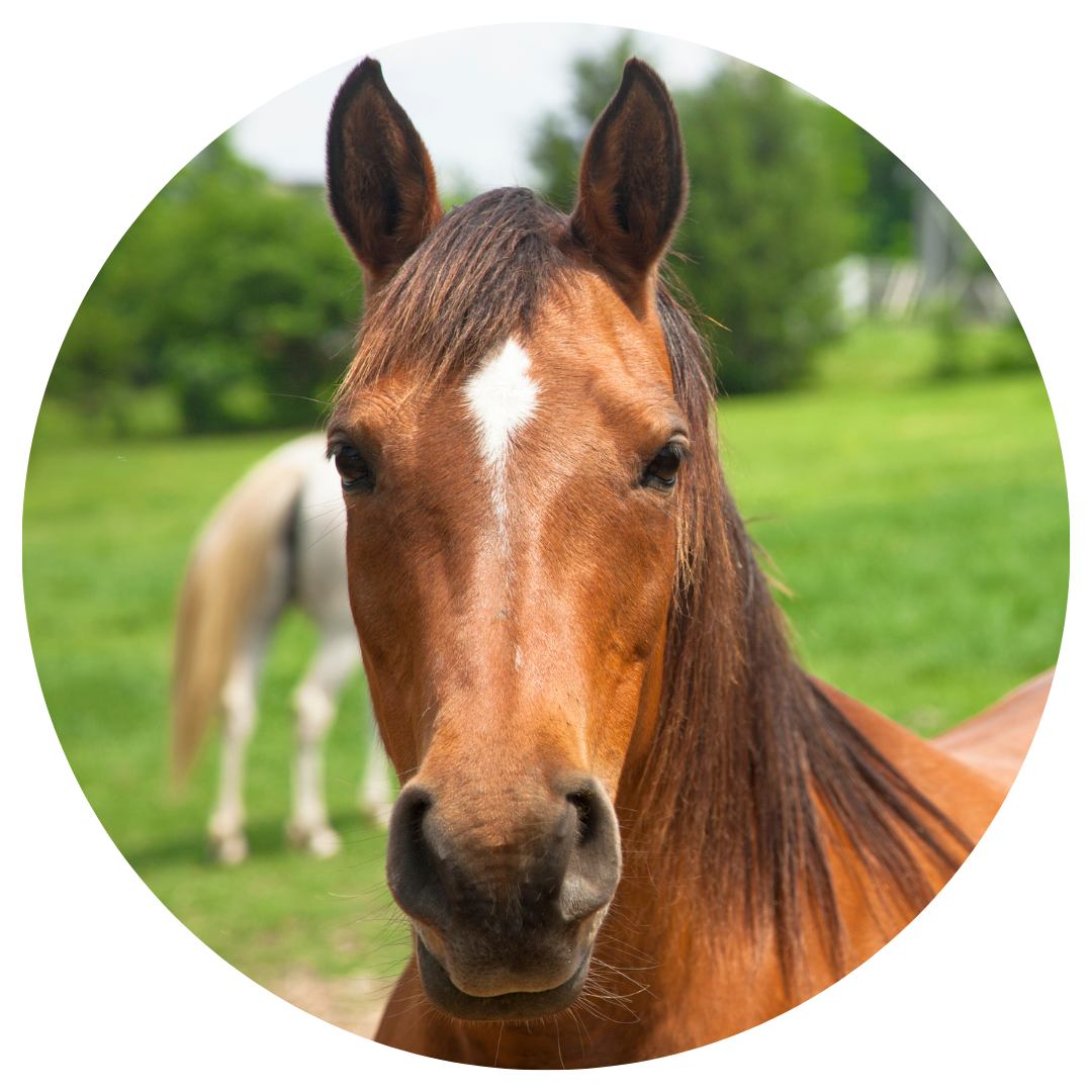 Chief the Horse Stem Cell Therapy